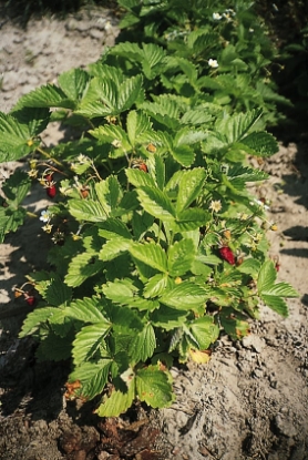 Picture of Strawberry Alexandria